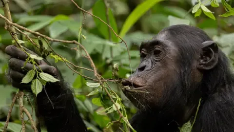 Chimpanzees Consuming a Daily Dose of One Lager Per Day from Fermented Produce, Research Shows